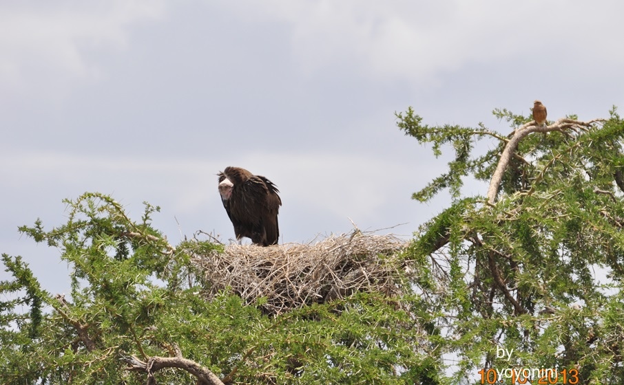 DSC_0296不知名的鳥在築巢.JPG