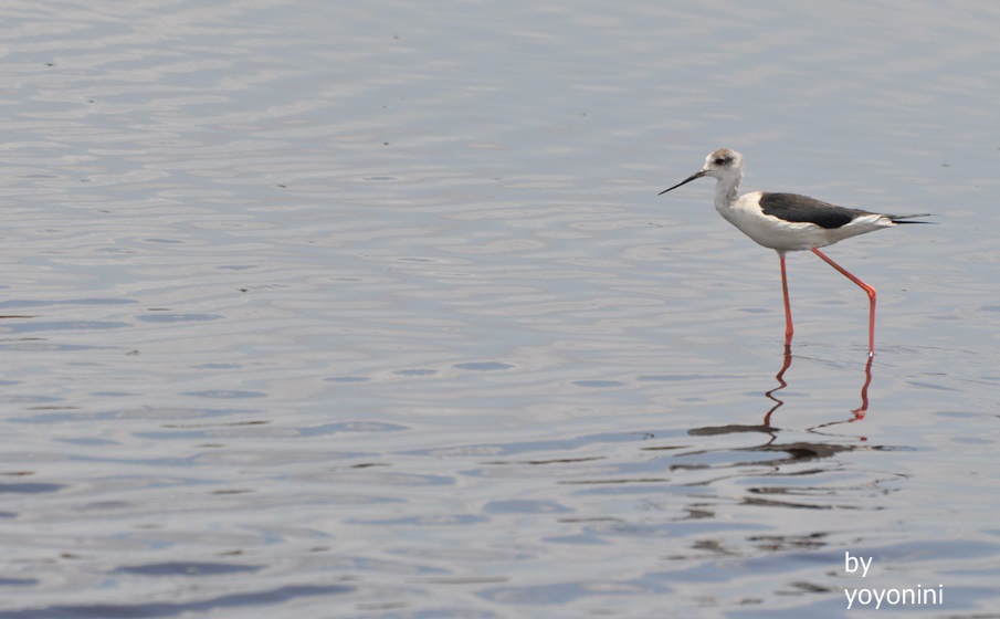 DSC_0307漂亮的鳥.JPG