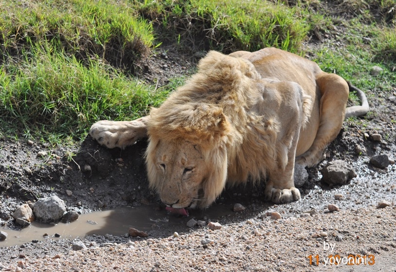 DSC_0347母獅伸舌頭喝水.JPG