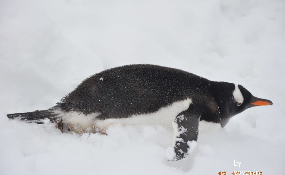 DSC_0996雪推在巴布亞企鵝身上.JPG