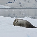 DSC_0047雪中海豹.JPG