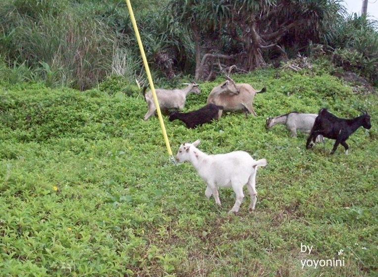 100_2437有年紀大與年紀小,白色應是小羊.JPG