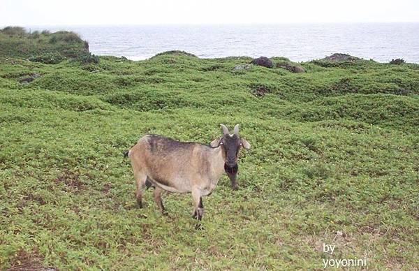 100_2438山羊年紀很大.JPG