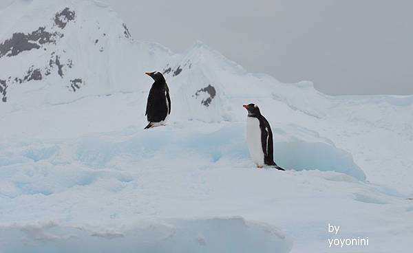 DSC_0948冰山雪地巴布亞企鵝.JPG