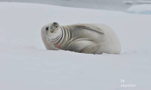 DSC_0047雪地海豹.JPG