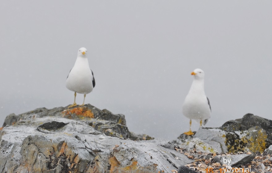 DSC_0692不知名的鳥.JPG