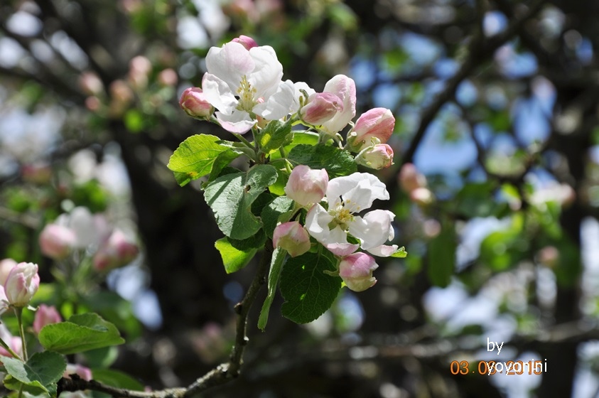 DSC_0978不知名的花.JPG