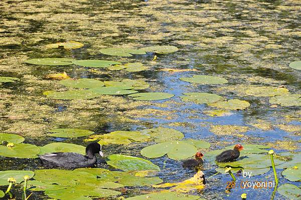 DSC_0152這是紅冠水雞咩.JPG