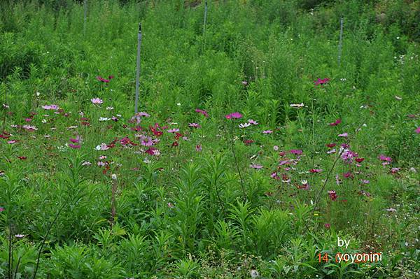 DSC_0562波斯菊.JPG