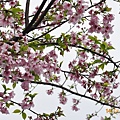 DSC_0588天空上的吉野櫻花.JPG