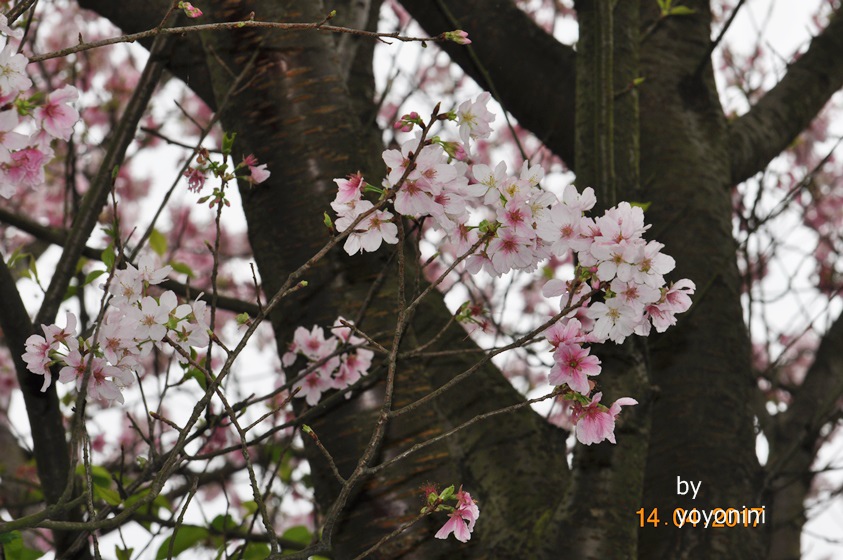 DSC_0609樹幹中的吉野櫻花.JPG