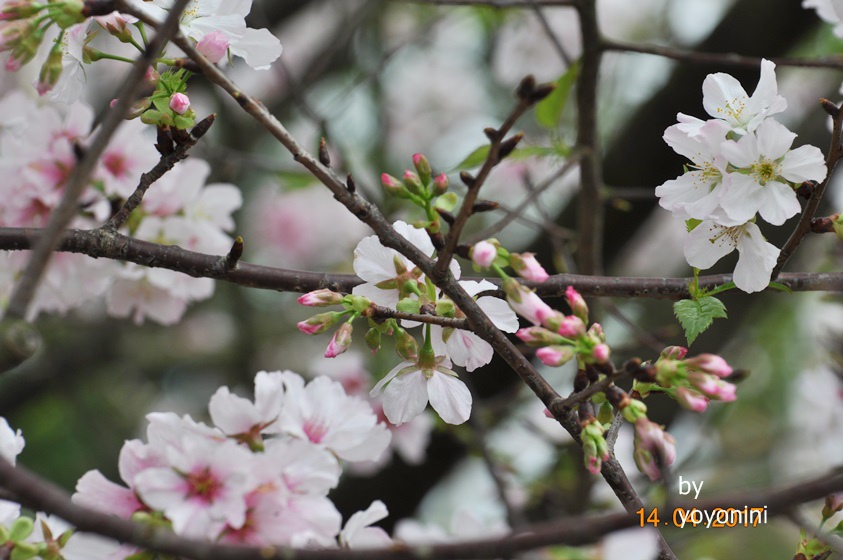 DSC_0680還有含苞的吉野櫻花.JPG