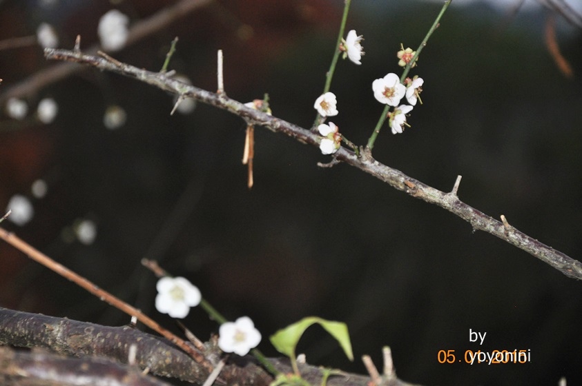 DSC_0378成公園梅花.JPG