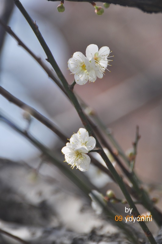 DSC_0390枝幹上的梅花.JPG