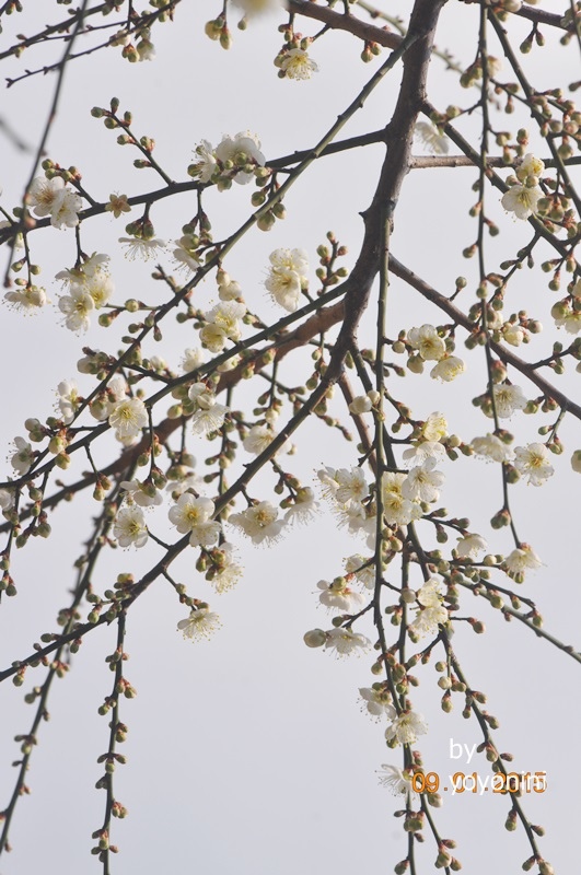 DSC_0394小朵的梅花.JPG