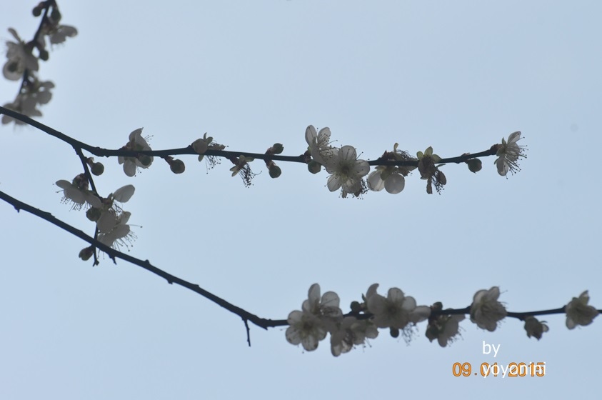 DSC_0397天空上的梅花.JPG