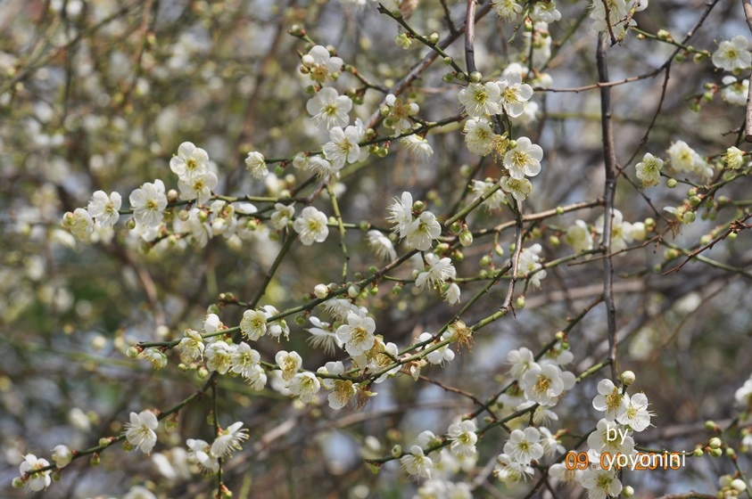 DSC_0398數大就是美.JPG DSC_0398數大就是美.JPG