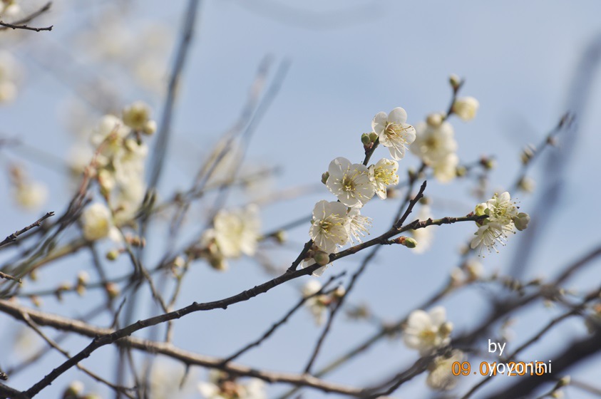 DSC_0424天空上的梅花.JPG