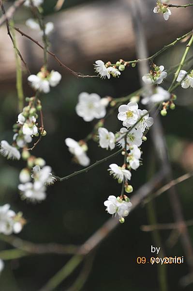 DSC_0433梅花背景光影較暗.JPG