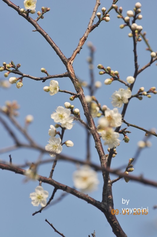 DSC_0458樹枝上的梅花.JPG
