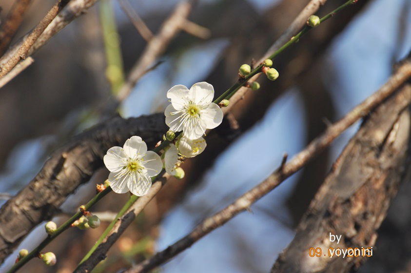 DSC_0474樹幹上的梅花.JPG