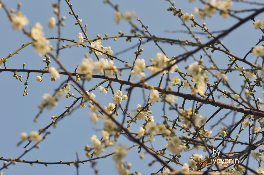 DSC_0485天空上的梅花.JPG