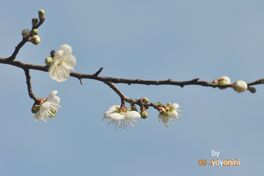 DSC_0426枝幹上的梅花.JPG