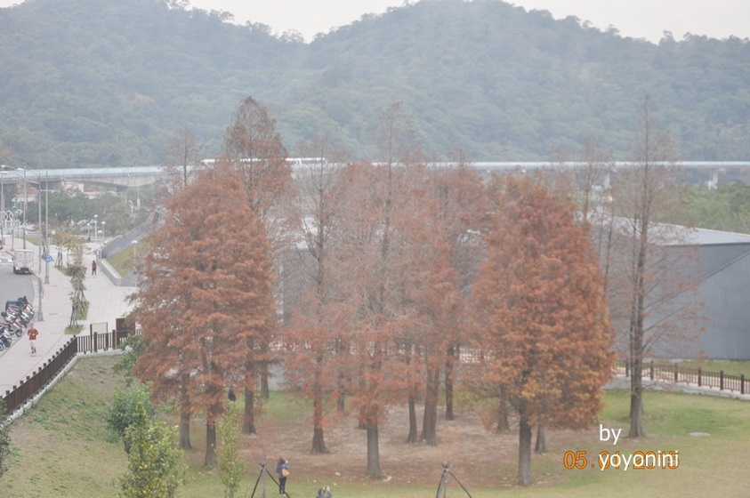 DSC-0244大湖公園落羽.JPG DSC-0244大湖公園落羽.JPG