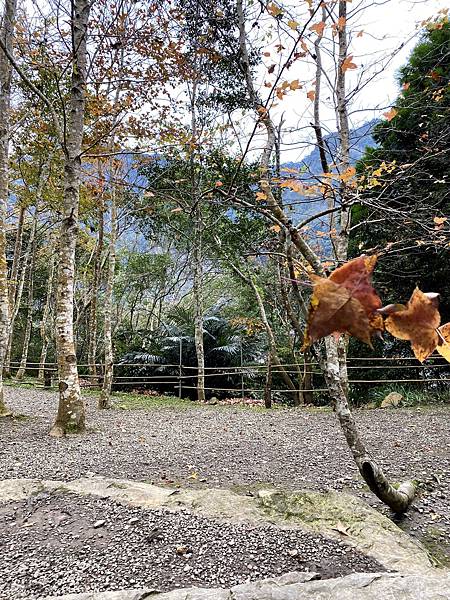 苗栗南庄 青杉嶴 Ao Cafe 露營區推薦 親子旅遊景點