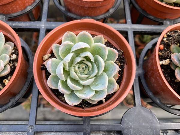 彰化田尾 沅鈺農場 可愛的多肉植物農場