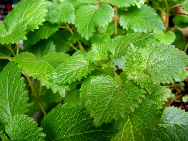 香蜂草