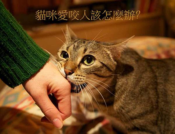 FotoJet.jpg FotoJet.jpg