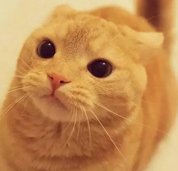 擷取.JPG 擷取.JPG