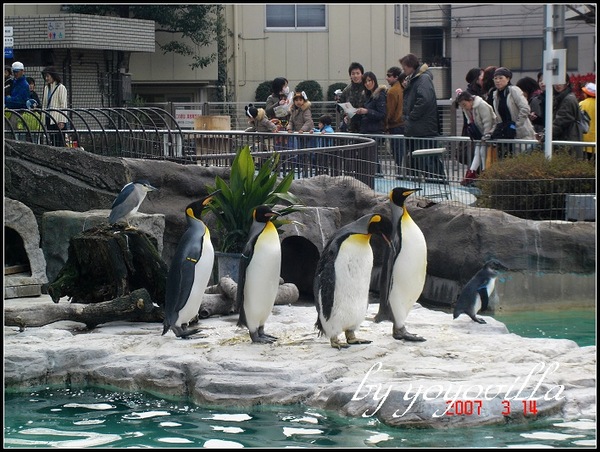 Tokyo Ueno zoo 日本東京上野動物園