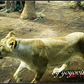 Tokyo Ueno zoo 日本東京上野動物園