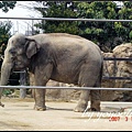 Tokyo Ueno zoo 日本東京上野動物園