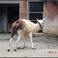 Tokyo ueno zoo 日本東京動物園