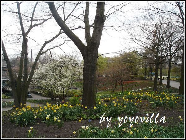 spring flowers 德國春天的花