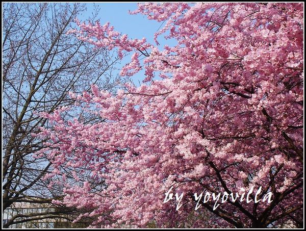 spring flowers 德國春天的花