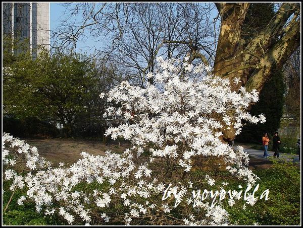 spring flowers 德國春天的花
