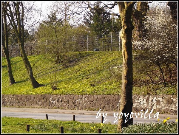 spring  flowers 德國春天