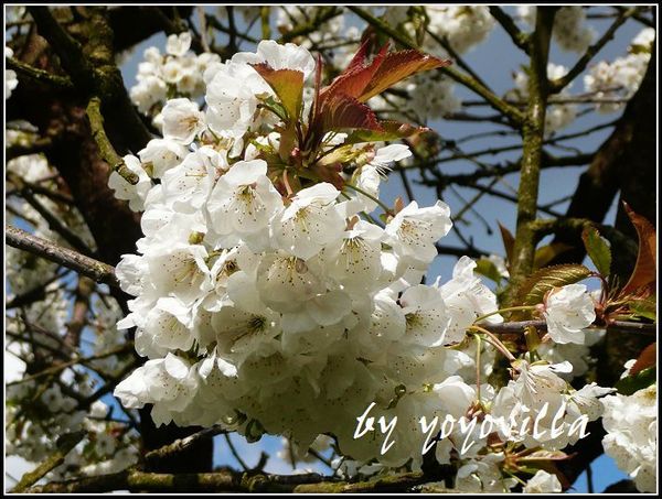 spring  flowers 德國春天