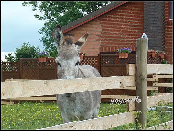 德國 胡蘇姆 Husum, Germany