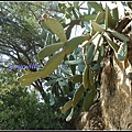 西班牙 巴塞隆納 高第 奎爾公園 Parc Güell, Barcelona, Spain