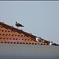 葡萄牙 聖維森特角 Cabo de São Vicente, Portugal 