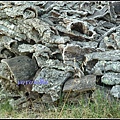 葡萄牙 環狀列石 Almendres,Evora,Portugal