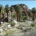 美國 加州 棕 櫚泉 印地安峽谷 峽谷部分 Indian Canyons, Palm Springs, CA, USA