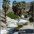 美國 加州 棕 櫚泉 印地安峽谷 峽谷部分 Indian Canyons, Palm Springs, CA, USA