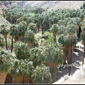 美國 加州 棕 櫚泉 印地安峽谷 峽谷部分 Indian Canyons, Palm Springs, CA, USA