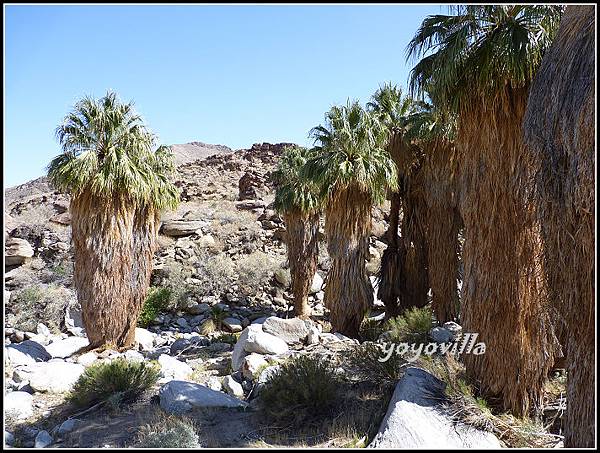 美國 加州 棕 櫚泉 印地安峽谷 峽谷部分 Indian Canyons, Palm Springs, CA, USA